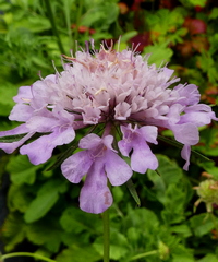 Scabiosa columbaria